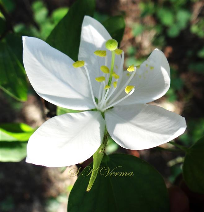  Flower